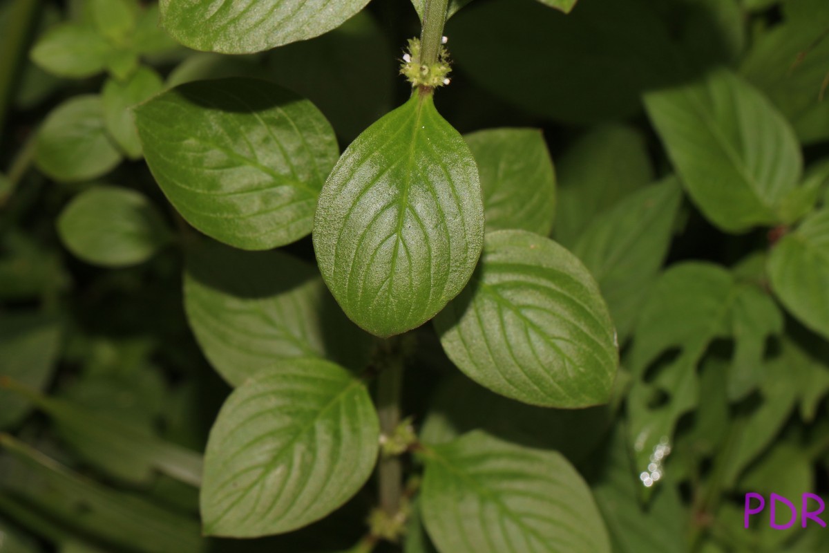 Spermacoce latifolia Aubl.