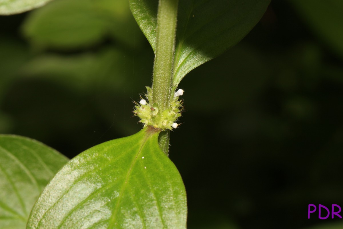 Spermacoce latifolia Aubl.