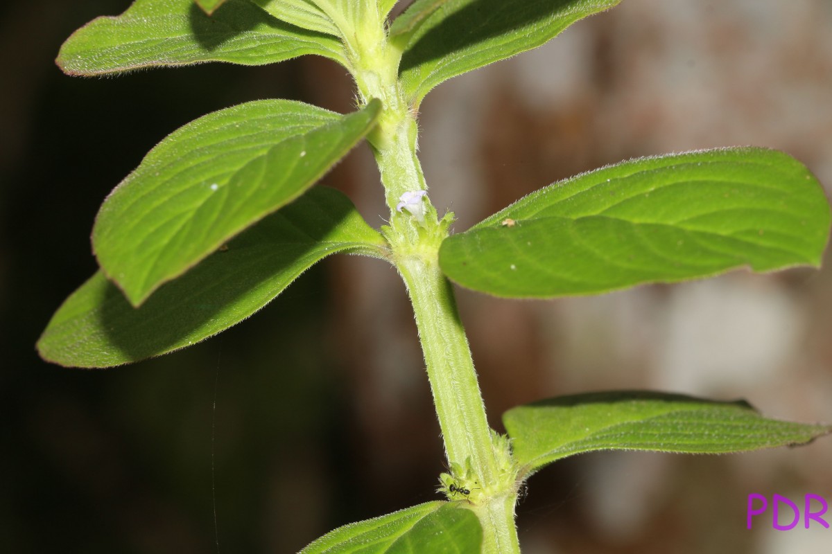 Spermacoce latifolia Aubl.