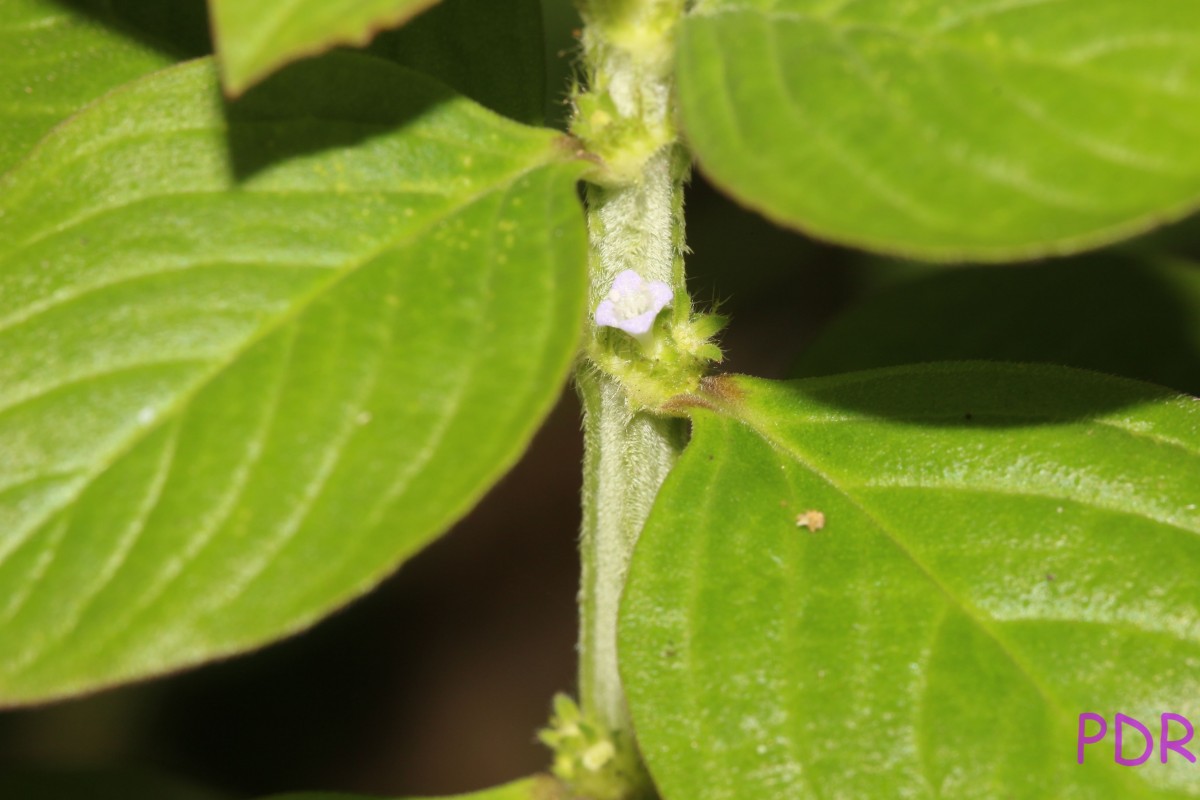 Spermacoce latifolia Aubl.