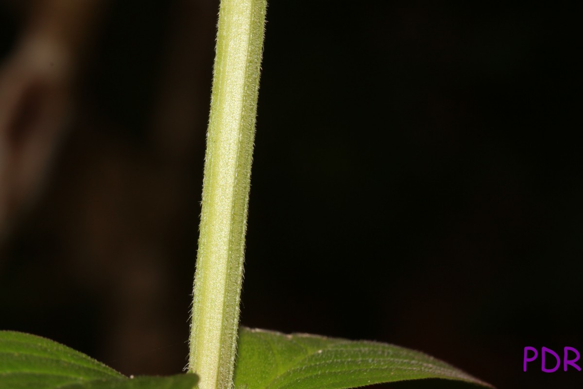 Spermacoce latifolia Aubl.