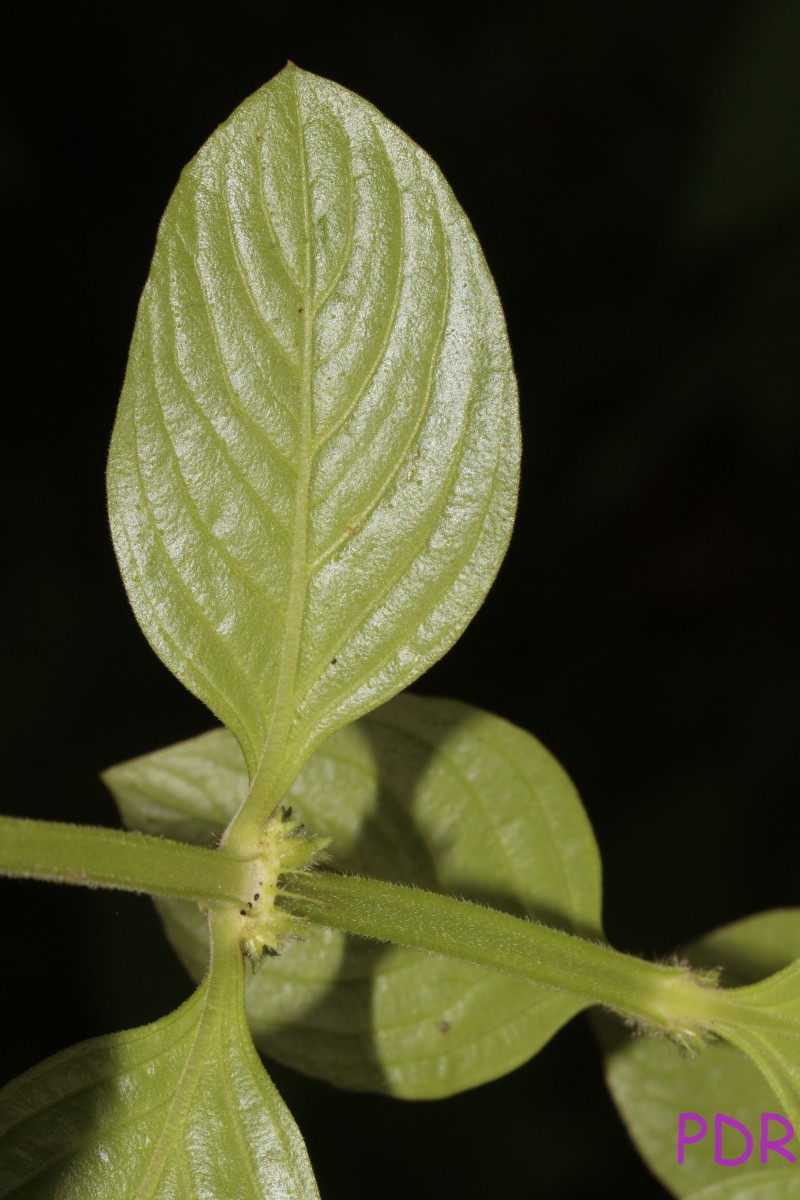 Spermacoce latifolia Aubl.