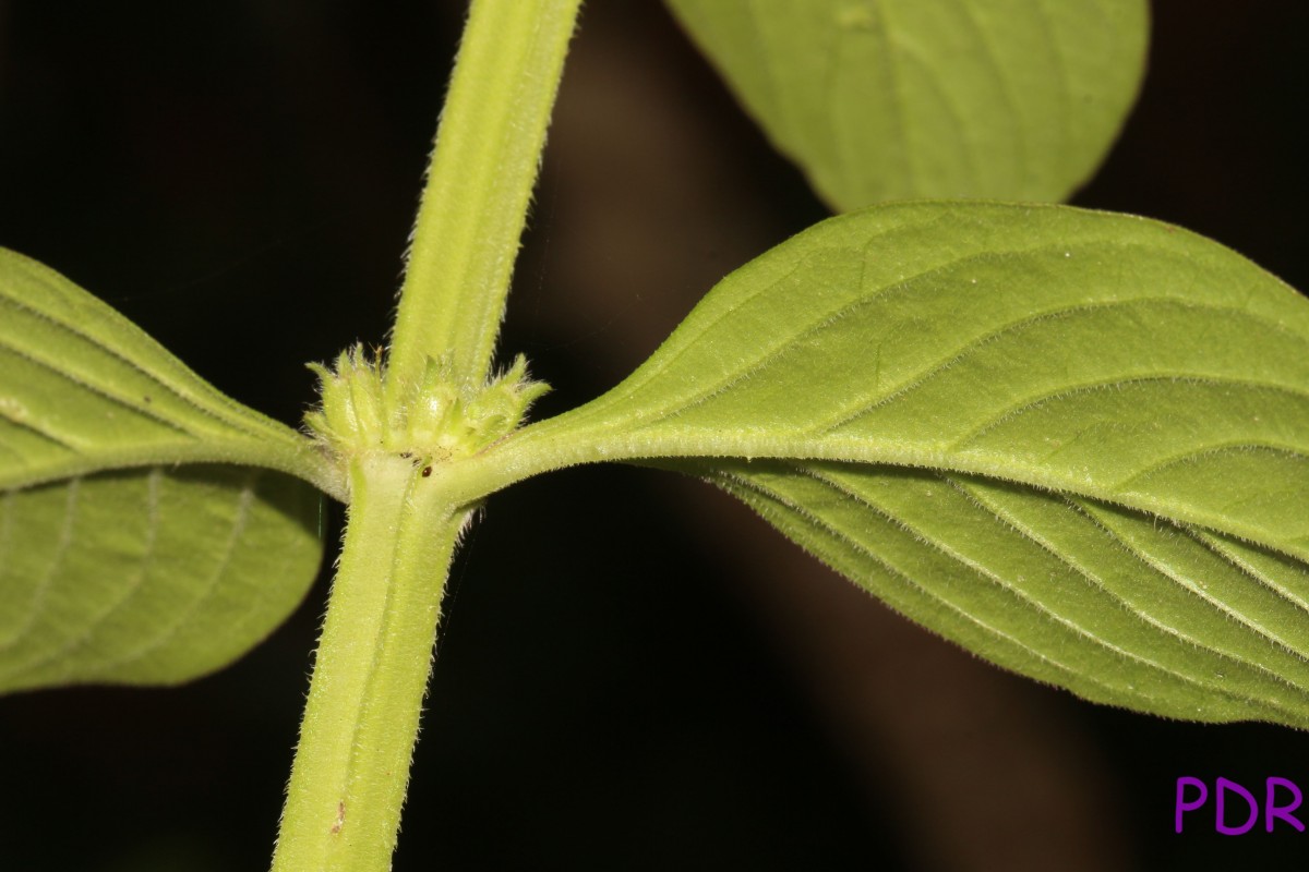 Spermacoce latifolia Aubl.