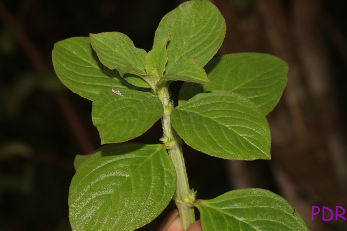 Spermacoce latifolia Aubl.