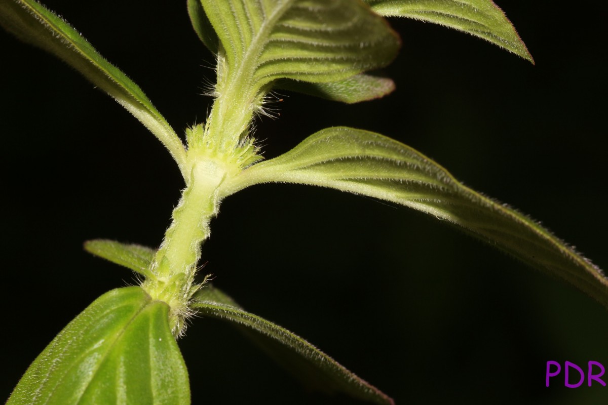 Spermacoce latifolia Aubl.