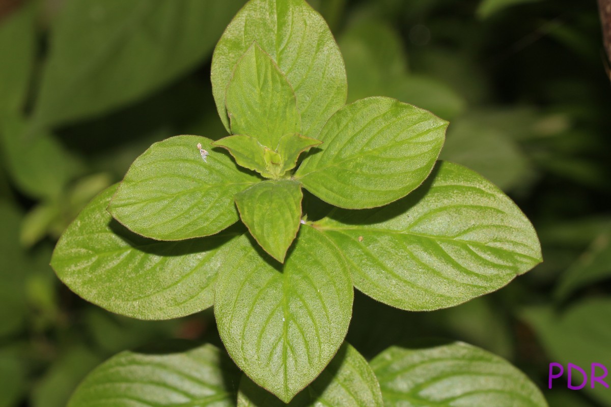 Spermacoce latifolia Aubl.