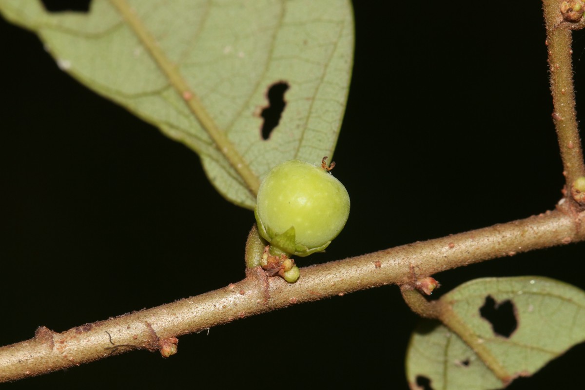 Bridelia stipularis (L.) Blume