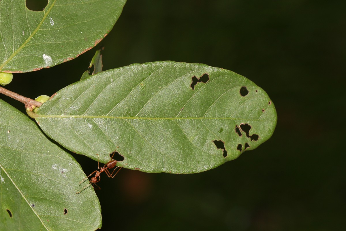 Bridelia stipularis (L.) Blume