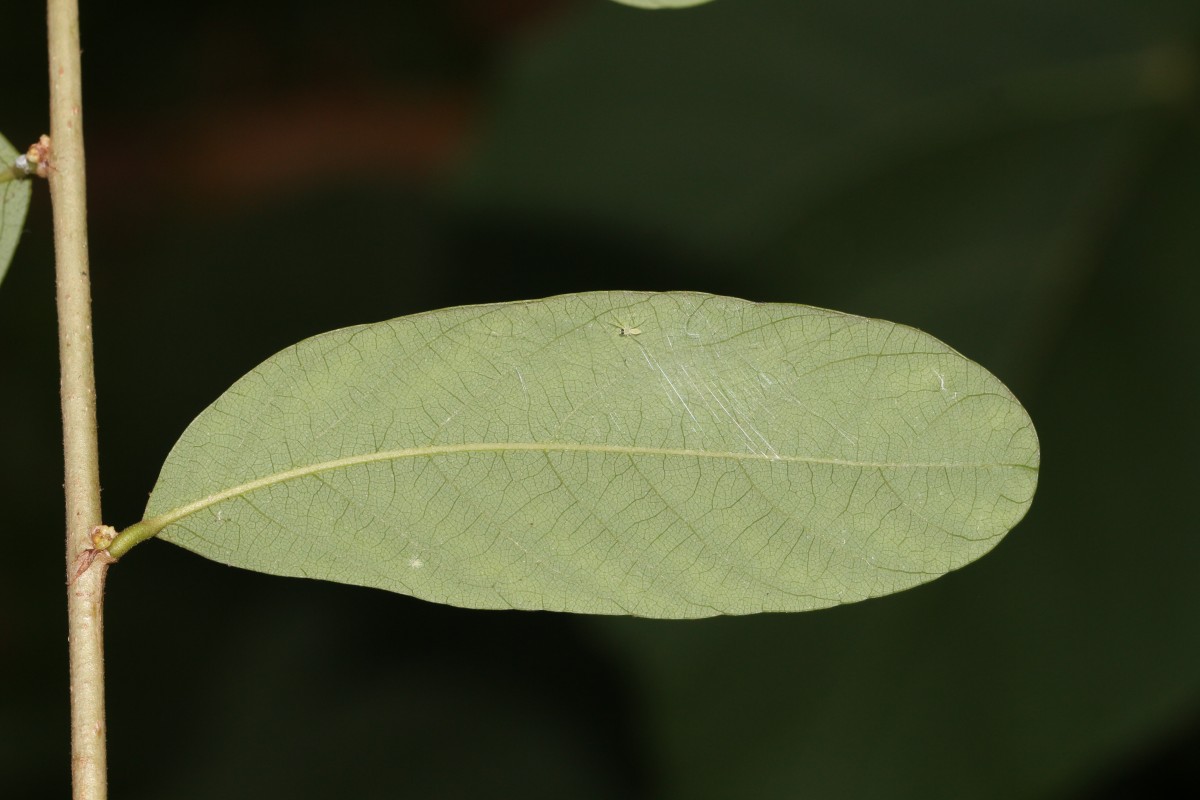 Bridelia stipularis (L.) Blume