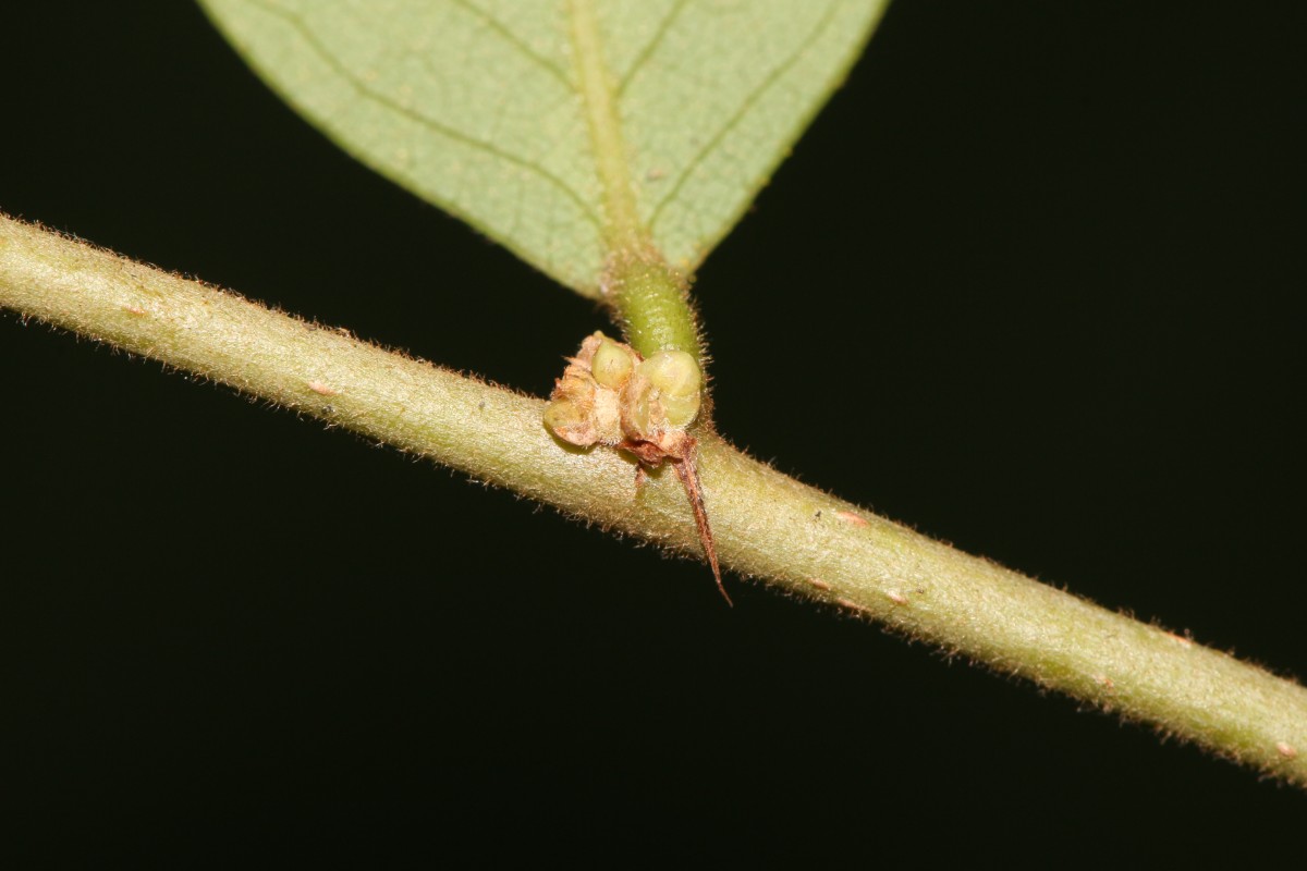 Bridelia stipularis (L.) Blume