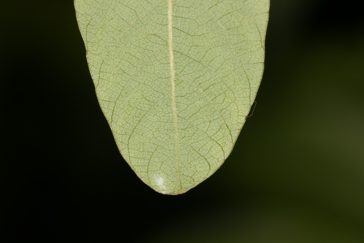 Bridelia stipularis (L.) Blume