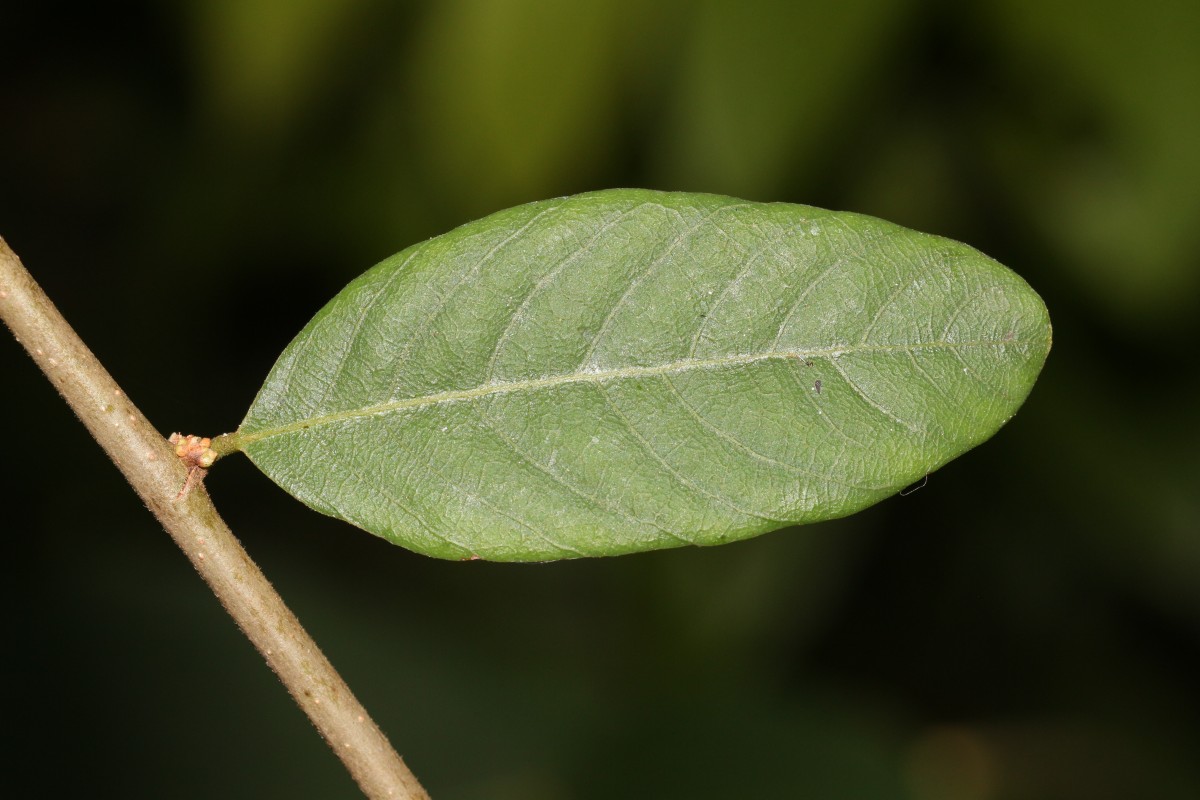 Bridelia stipularis (L.) Blume