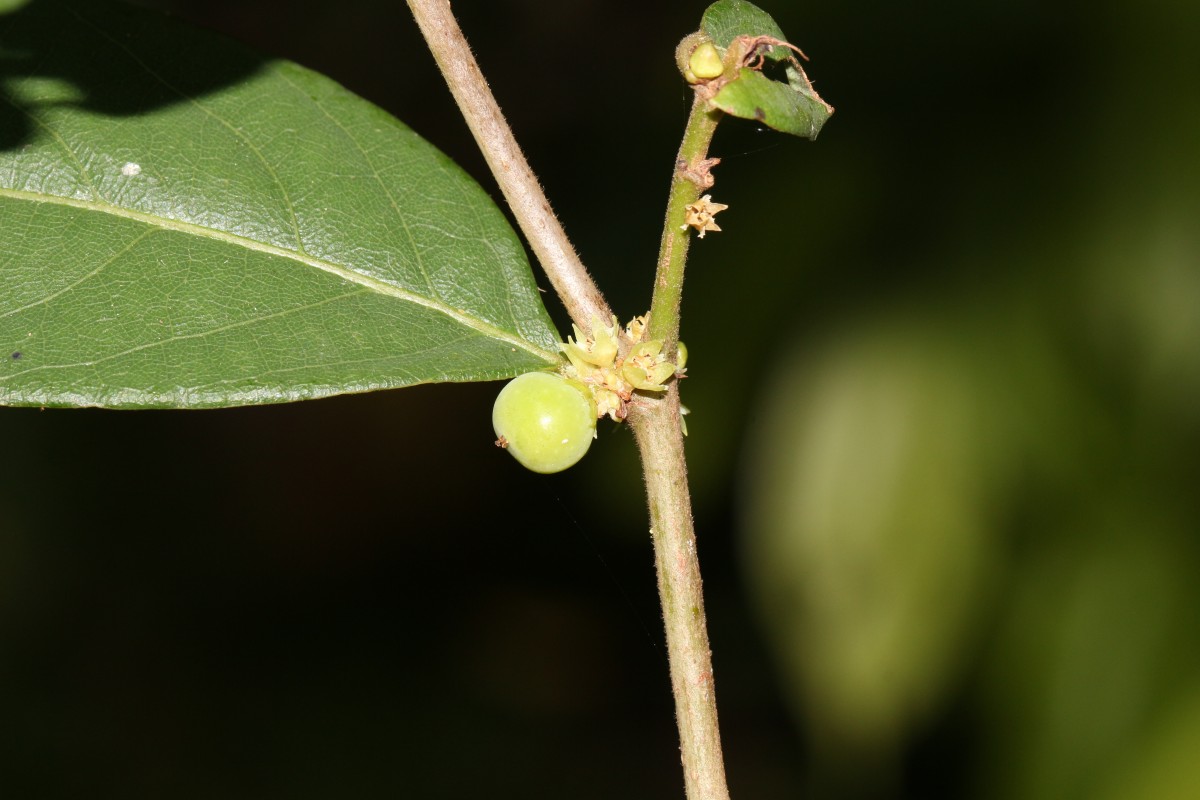 Bridelia stipularis (L.) Blume