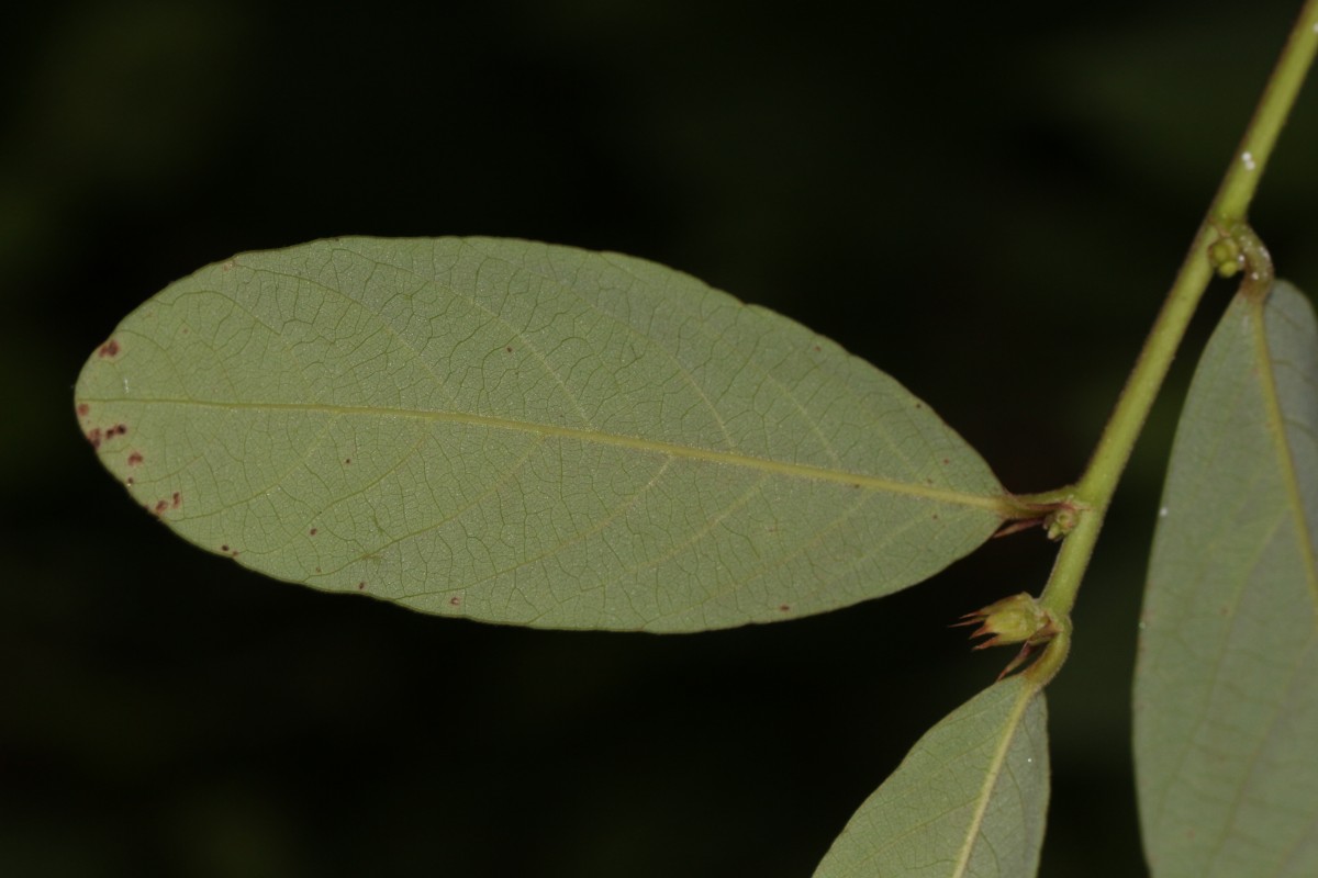 Bridelia stipularis (L.) Blume