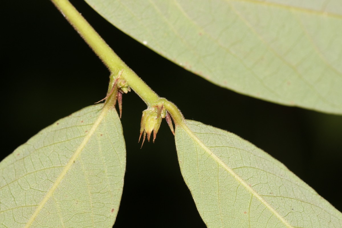 Bridelia stipularis (L.) Blume