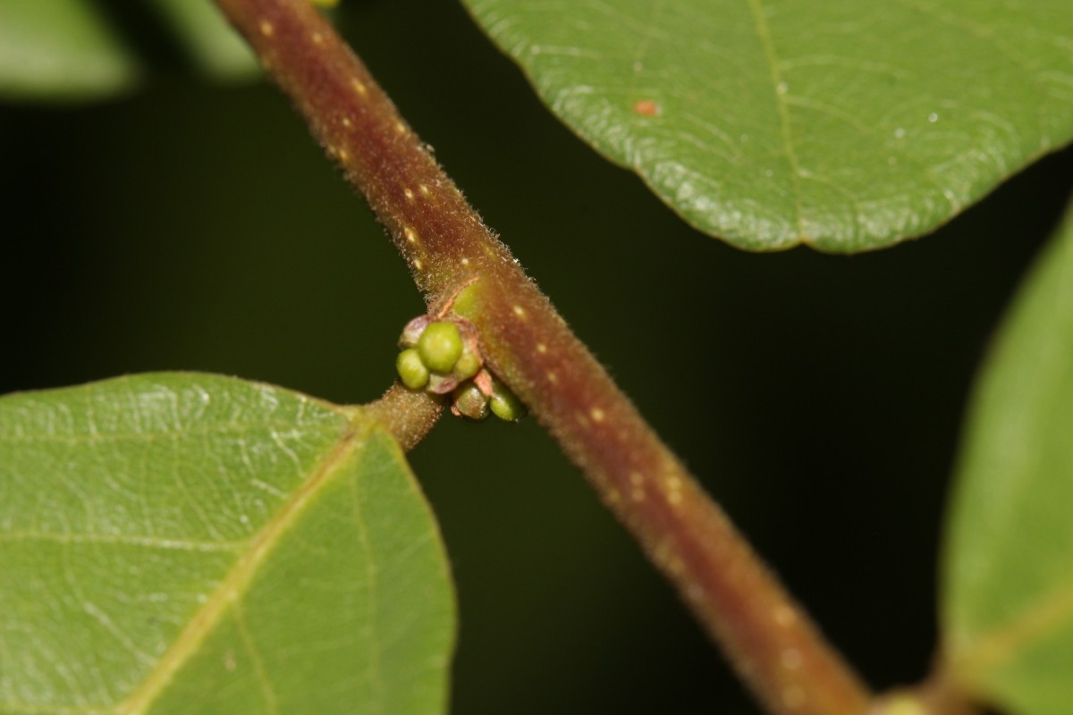 Bridelia stipularis (L.) Blume