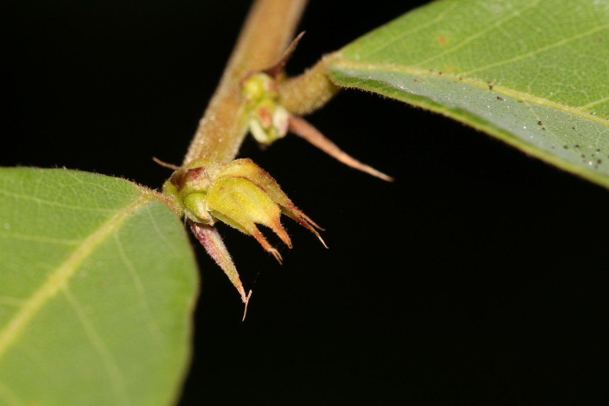 Bridelia stipularis (L.) Blume