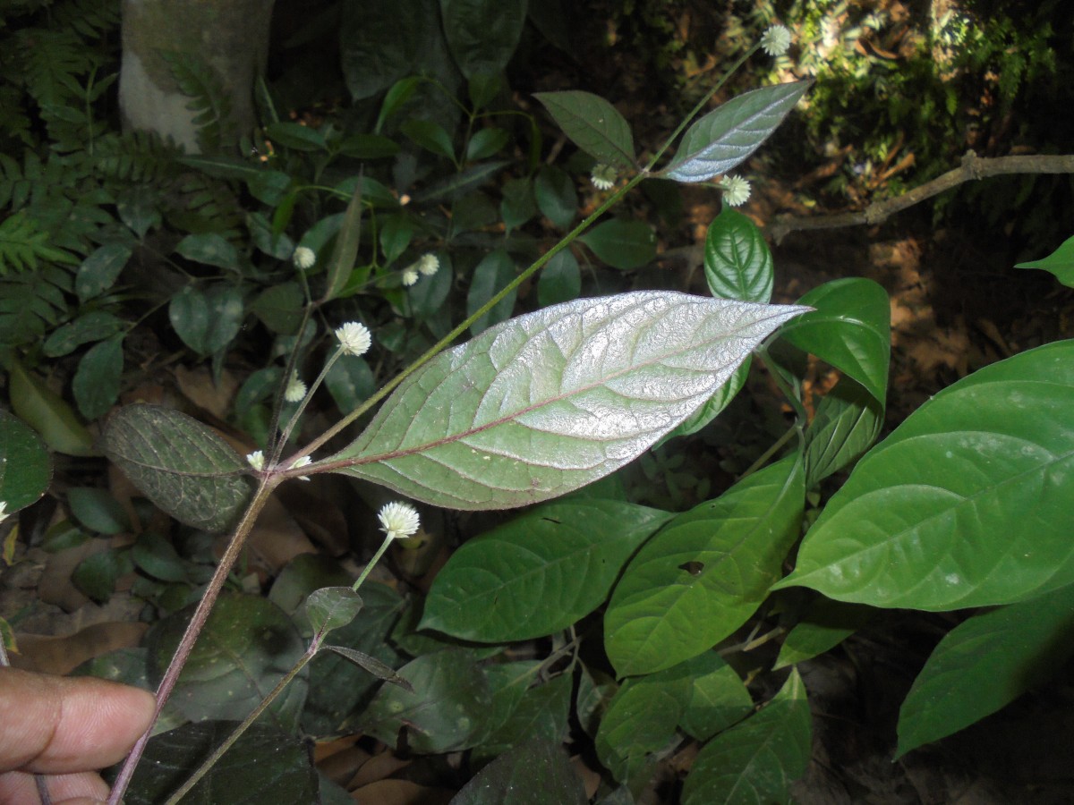 Alternanthera brasiliana (L.) Kuntze