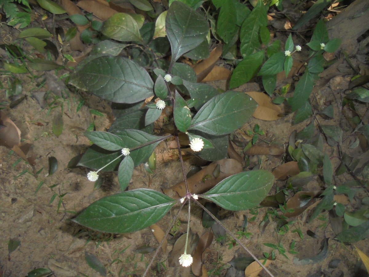 Alternanthera brasiliana (L.) Kuntze
