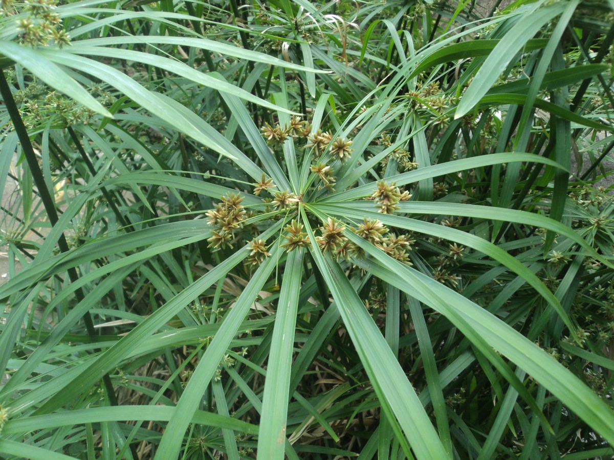 Cyperus alternifolius L.