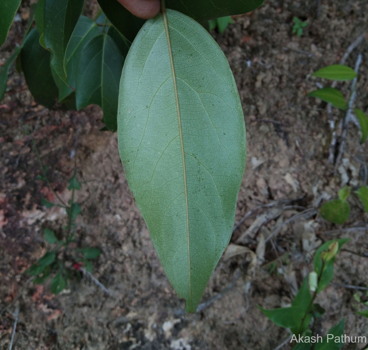 Connarus monocarpos L.