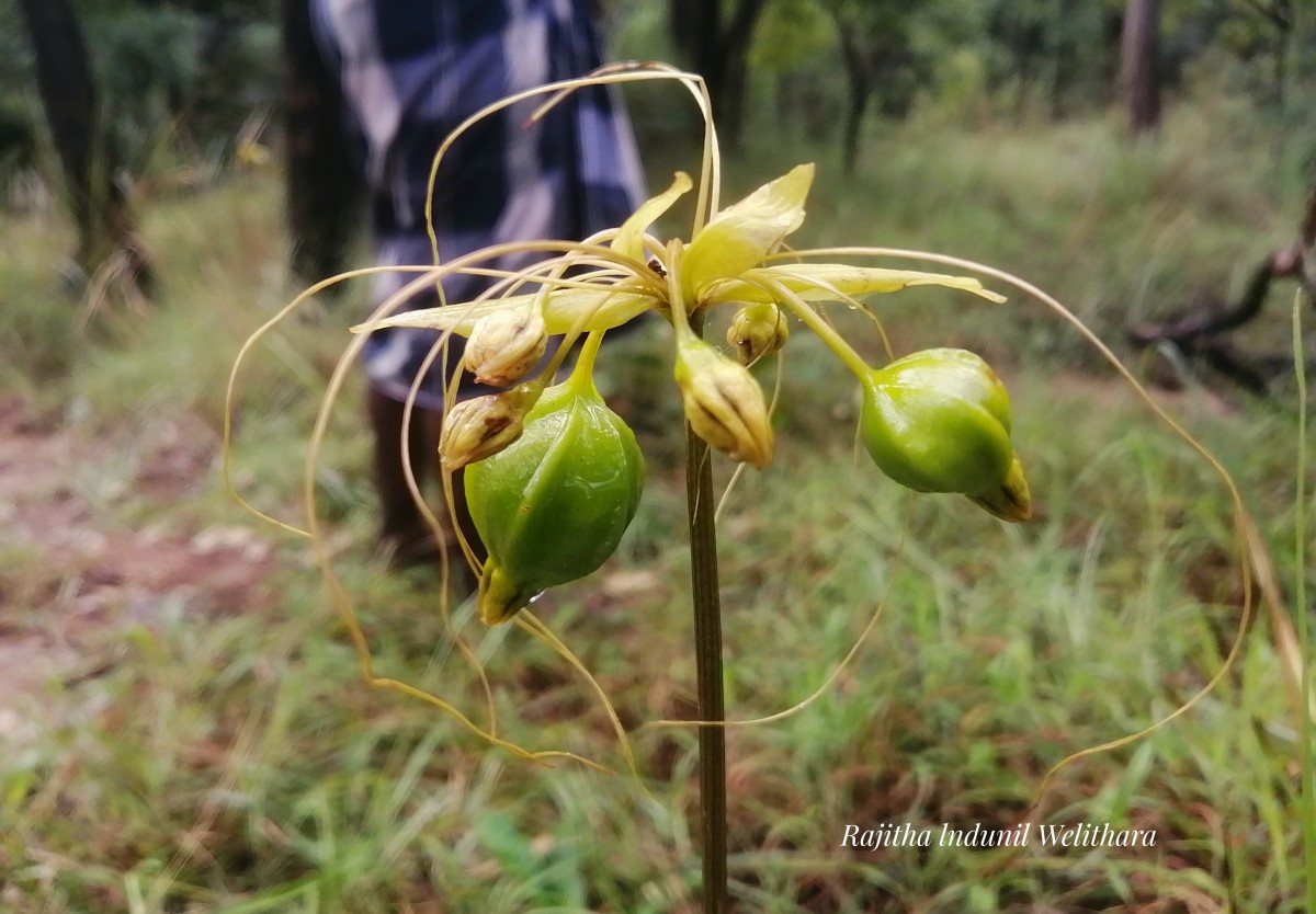 Tacca leontopetaloides (L.) Kuntze