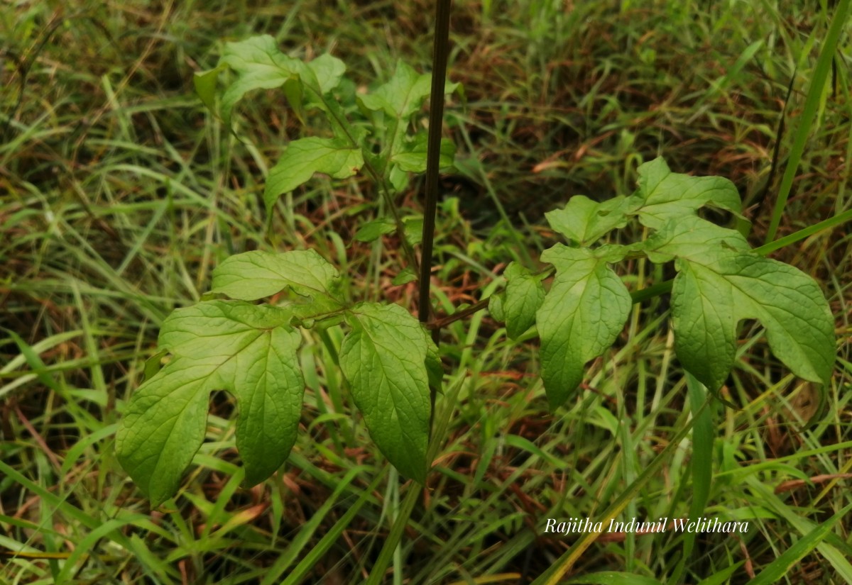 Tacca leontopetaloides (L.) Kuntze