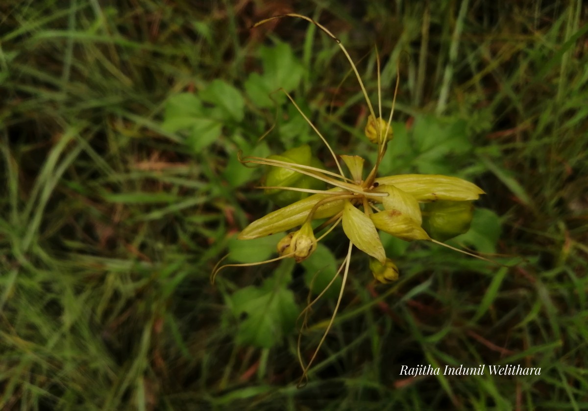 Tacca leontopetaloides (L.) Kuntze