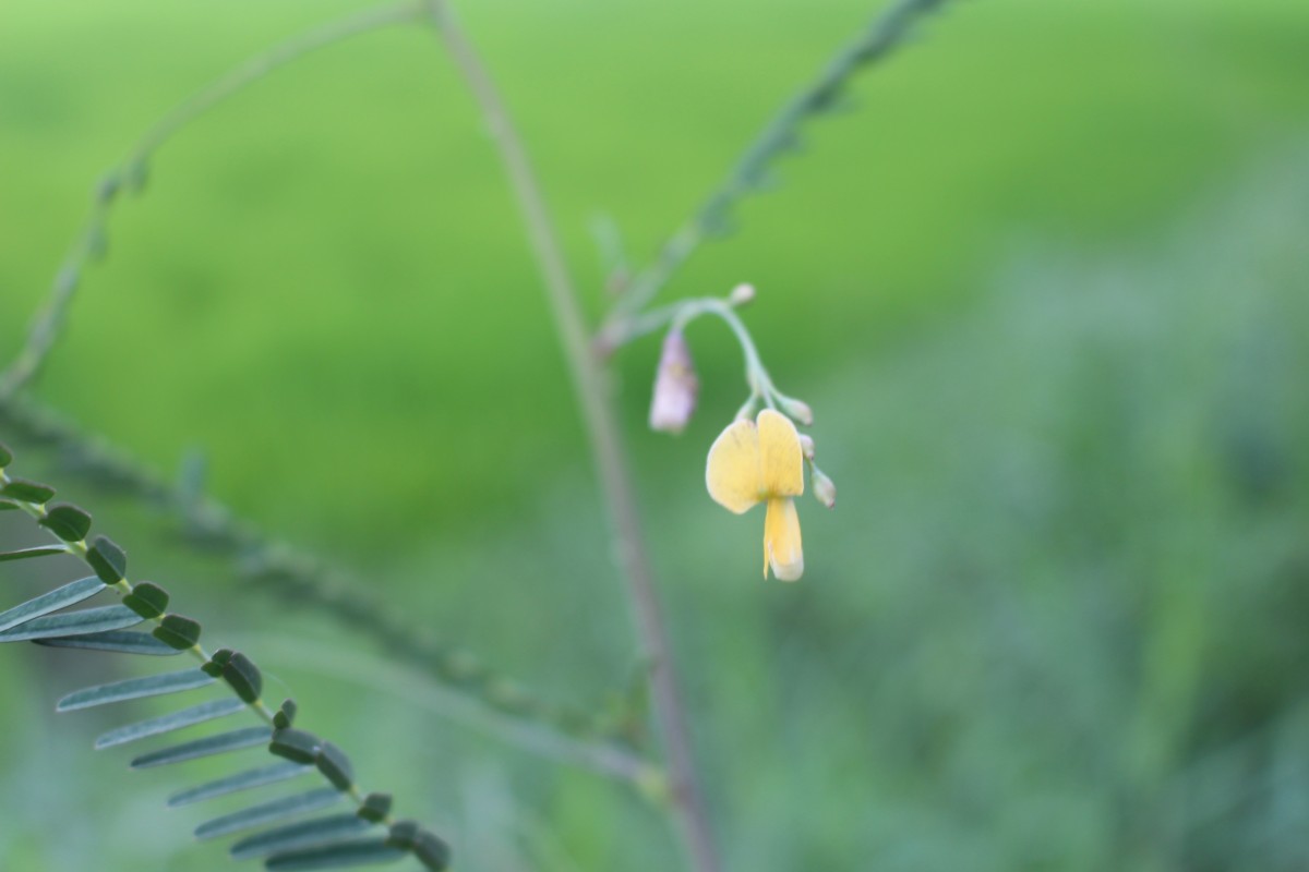 Sesbania bispinosa (Jacq.) W.Wight (Schreb.) Pers.