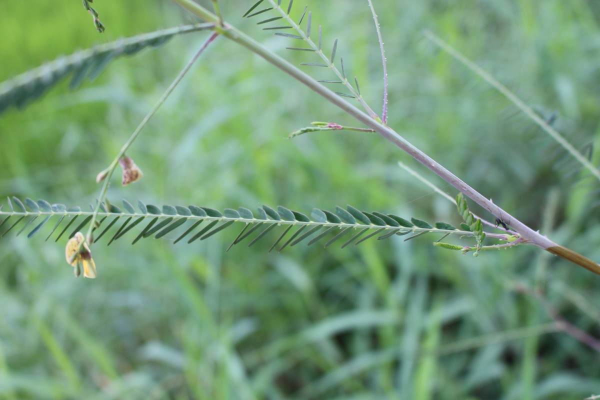 Sesbania bispinosa (Jacq.) W.Wight (Schreb.) Pers.