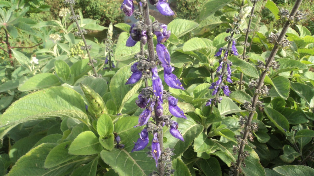 Coleus barbatus var. grandis (L.H.Cramer) A.J.Paton