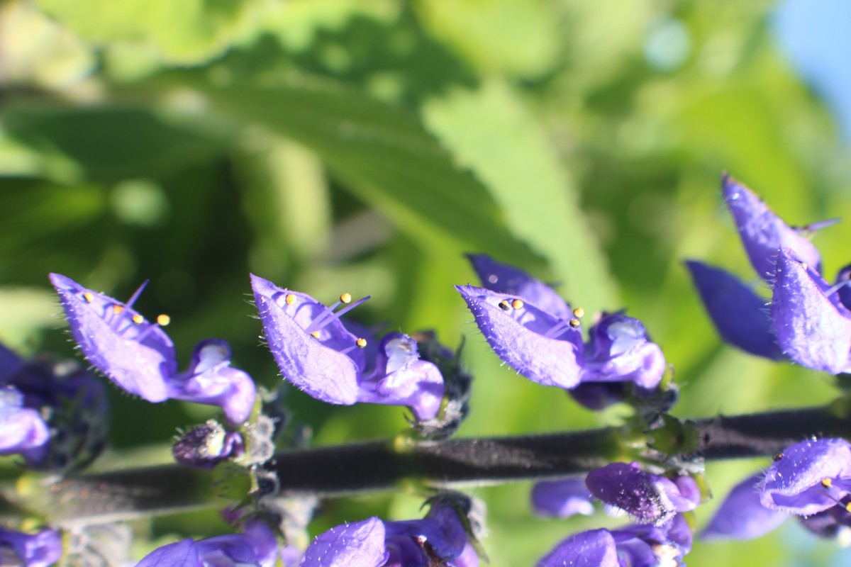 Coleus barbatus var. grandis (L.H.Cramer) A.J.Paton