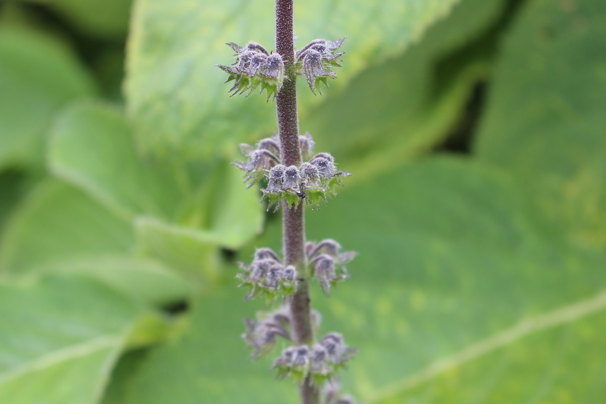 Coleus barbatus var. grandis (L.H.Cramer) A.J.Paton