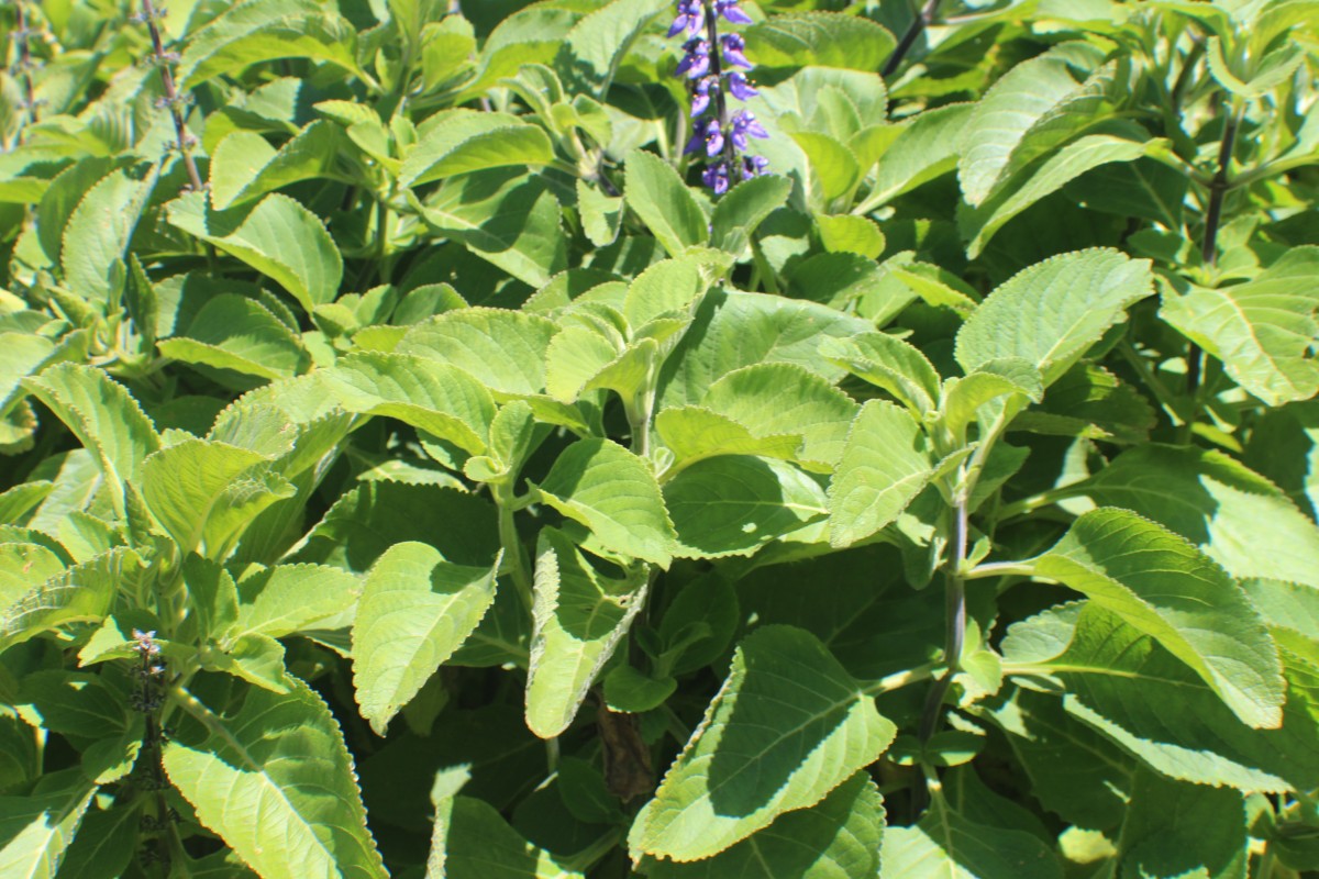 Coleus barbatus var. grandis (L.H.Cramer) A.J.Paton