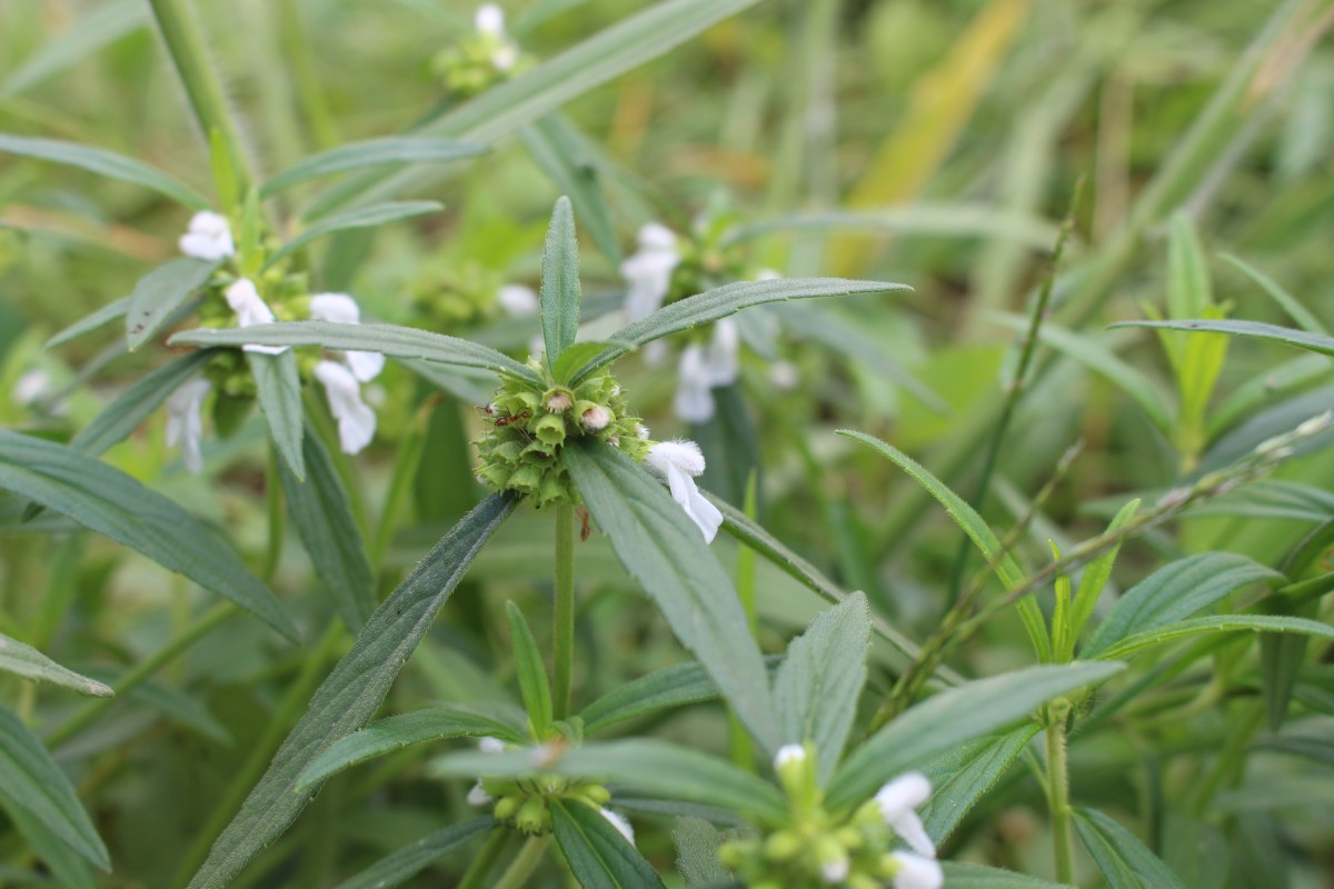 Leucas zeylanica var. zeylanica