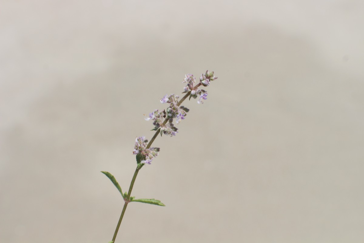 Platostoma menthoides (L.) A.J.Paton