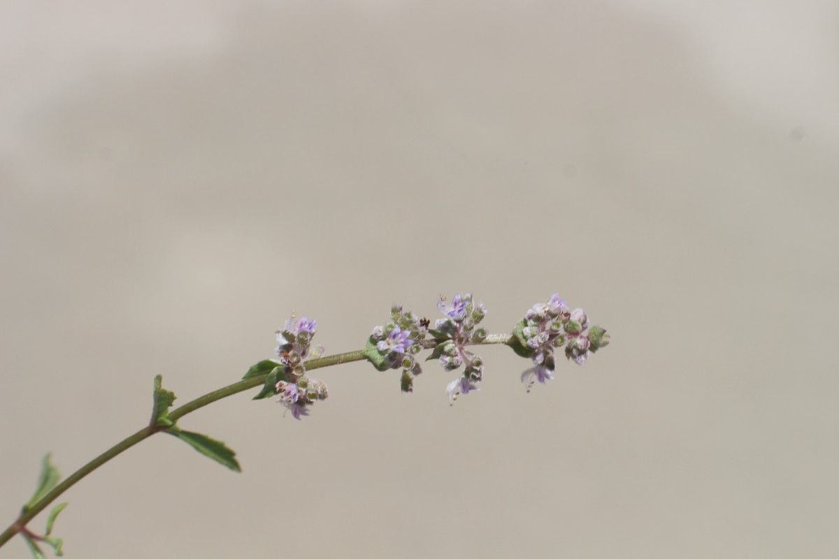 Platostoma menthoides (L.) A.J.Paton