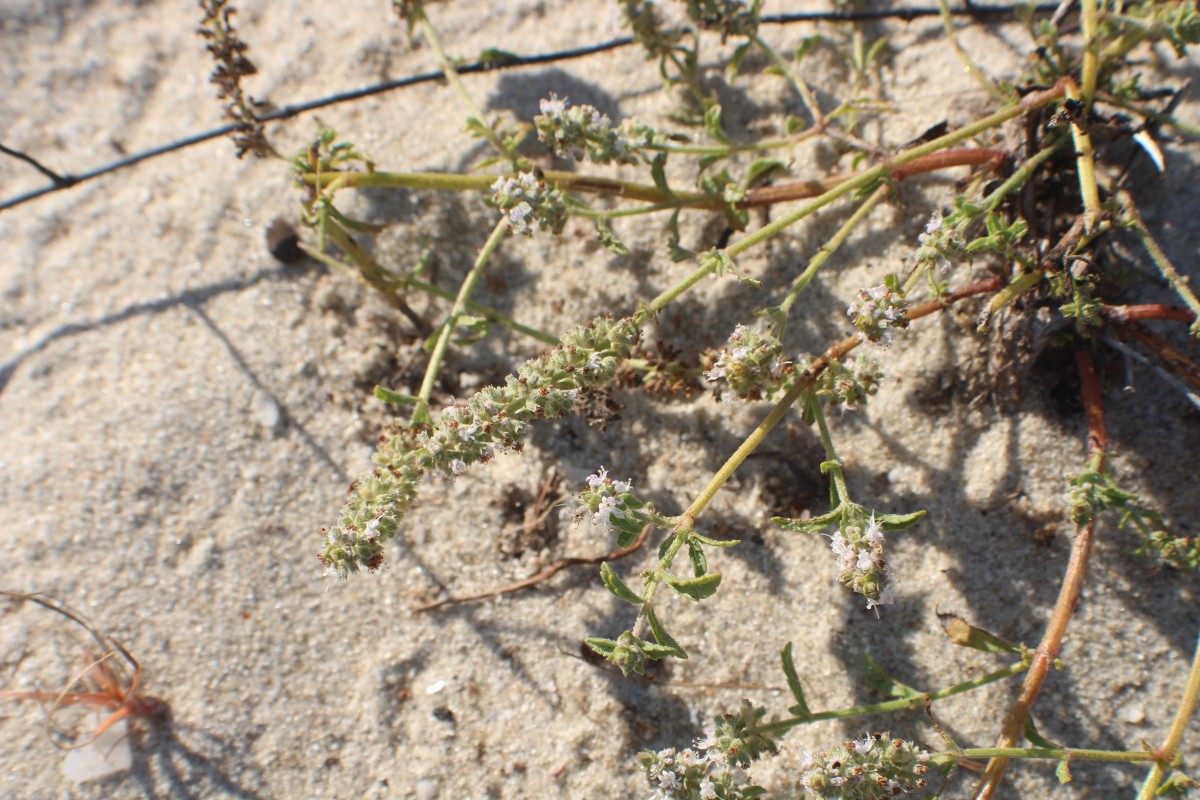 Platostoma menthoides (L.) A.J.Paton