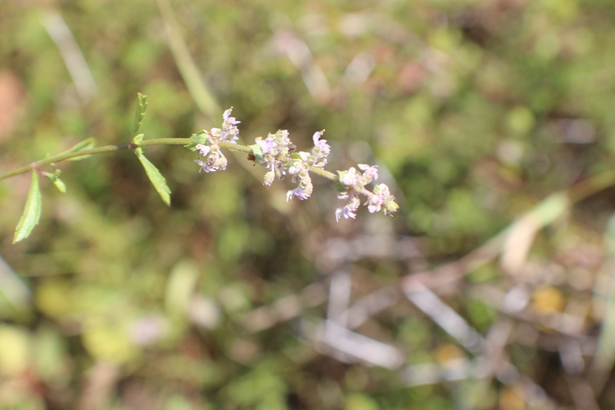 Platostoma menthoides (L.) A.J.Paton