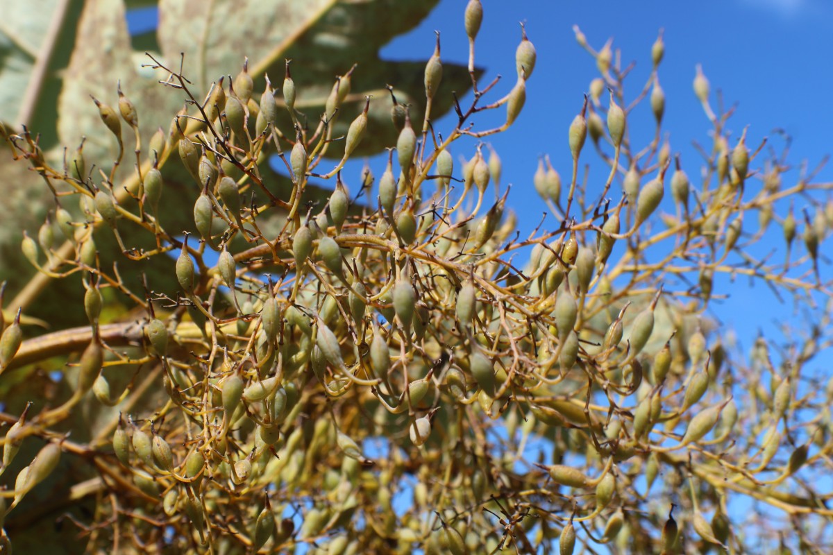 Bocconia frutescens L.