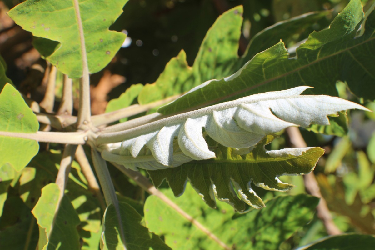 Bocconia frutescens L.