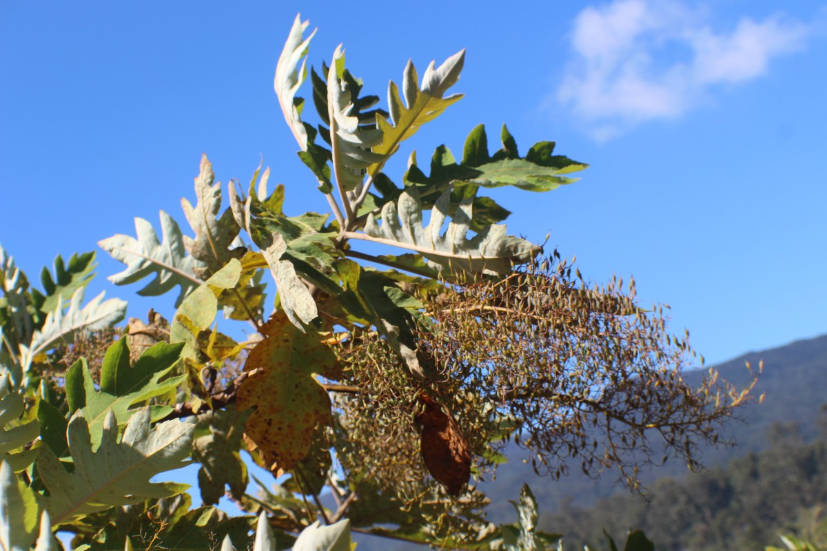 Bocconia frutescens L.