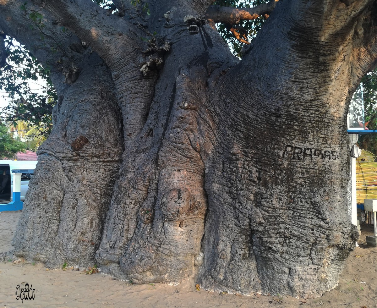 Adansonia digitata L.