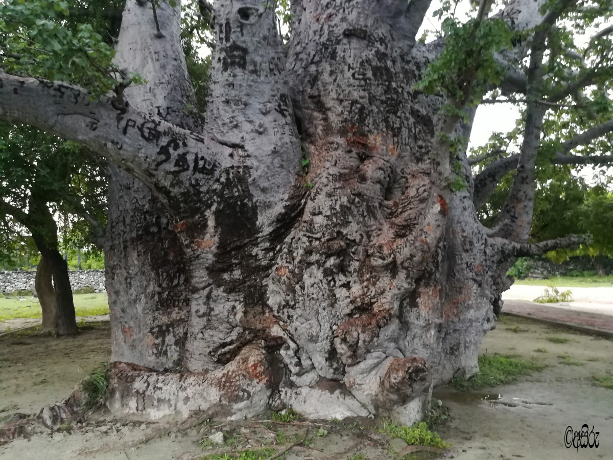 Adansonia digitata L.