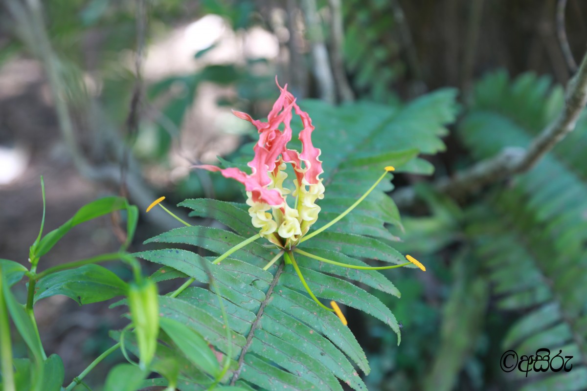 Gloriosa superba L.