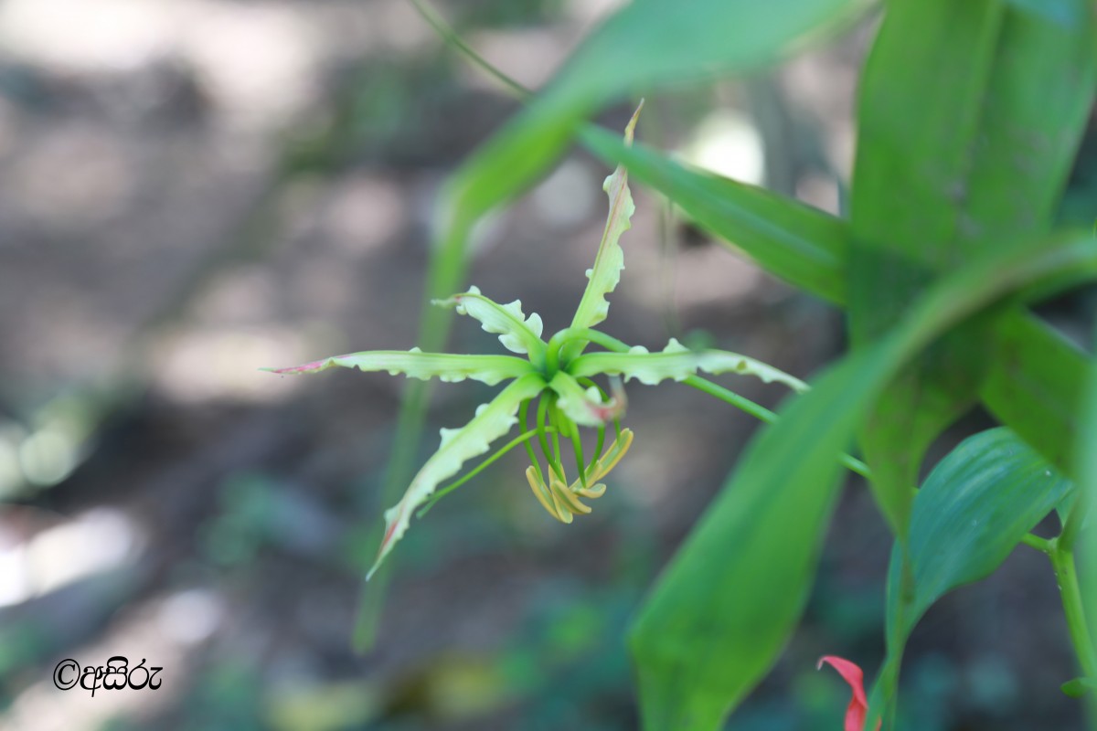 Gloriosa superba L.