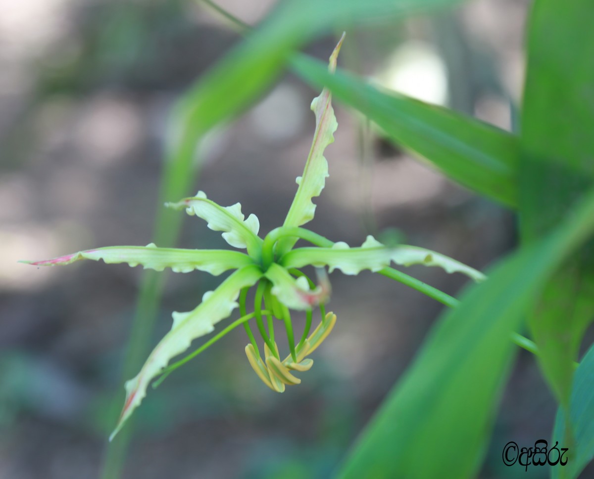 Gloriosa superba L.