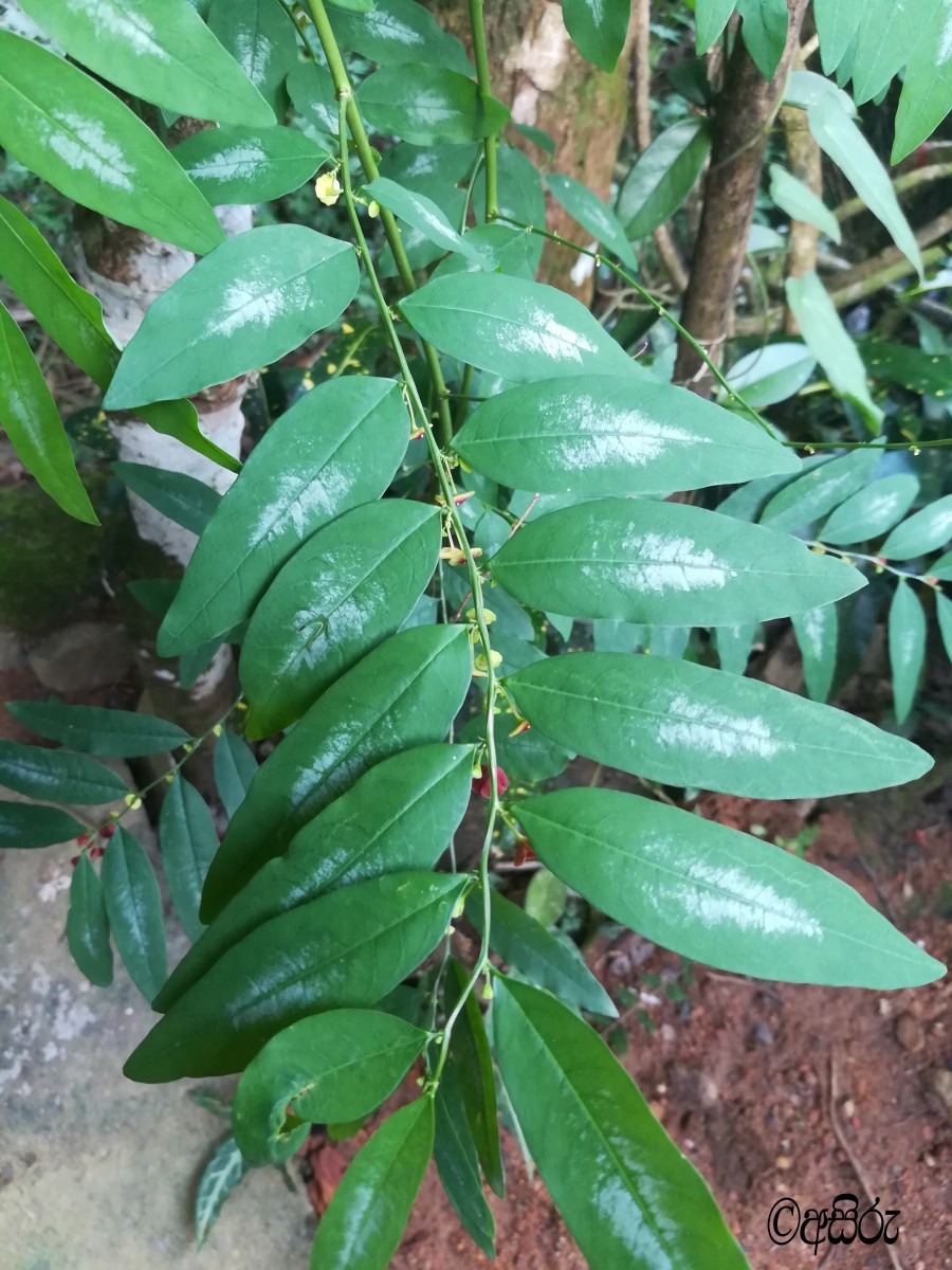 Breynia androgyna (L.) Chakrab. & N.P.Balakr.