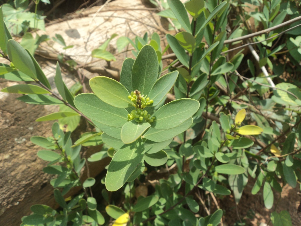 Wikstroemia indica (L.) C.A.Mey.