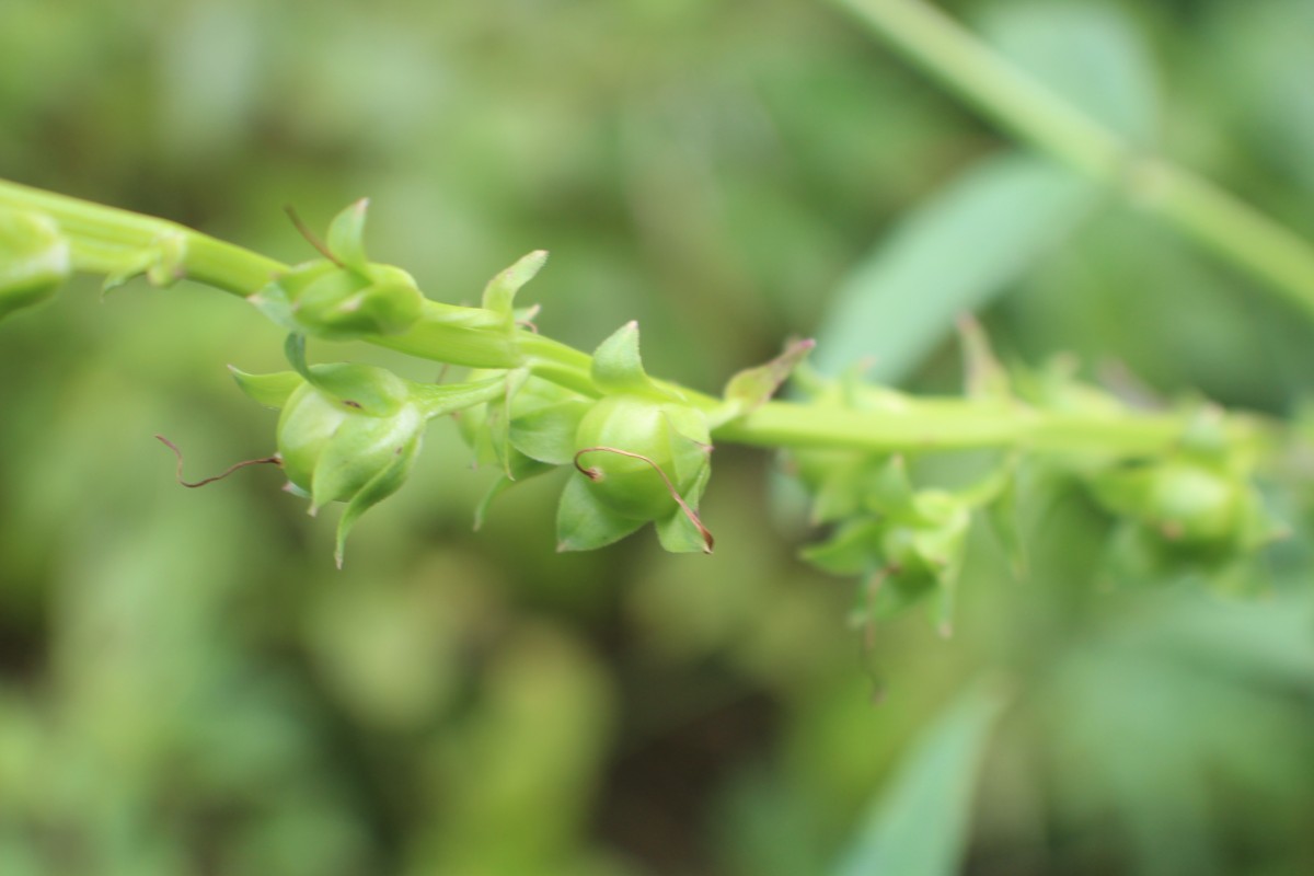 Artanema longifolium (L.) Vatke